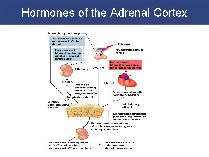 Hormones of the Adrenal Cortex 