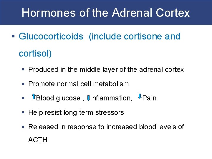 Hormones of the Adrenal Cortex § Glucocorticoids (include cortisone and cortisol) § Produced in