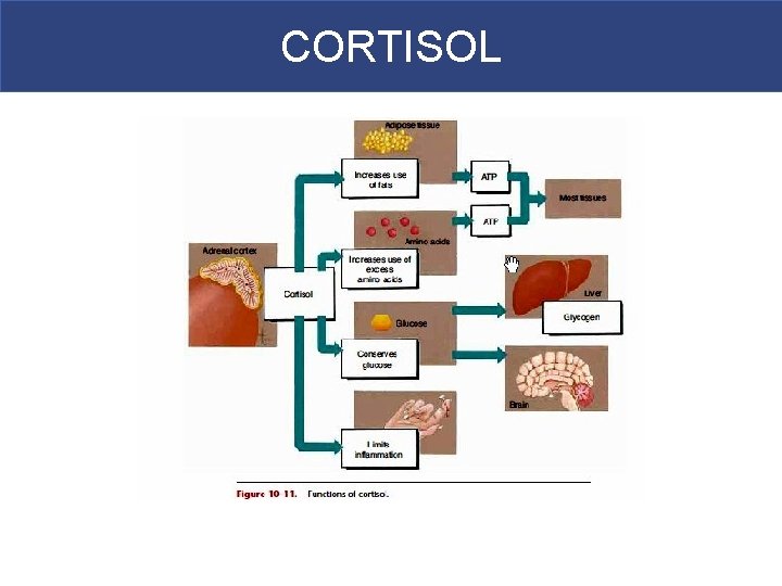 CORTISOL 