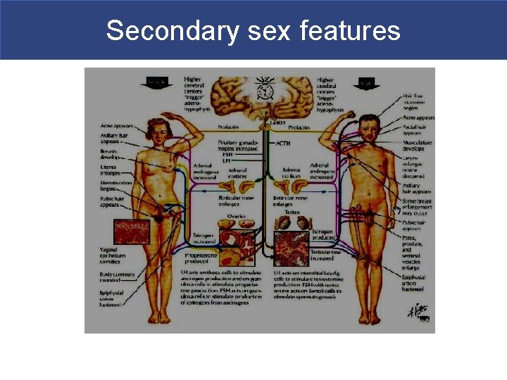 Secondary sex features 