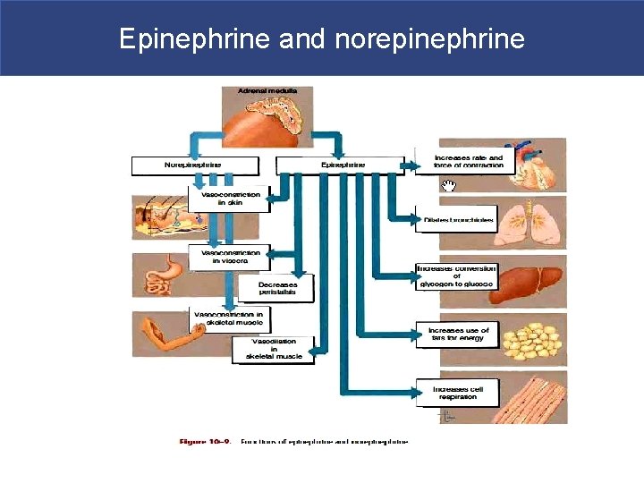 Epinephrine and norepinephrine 