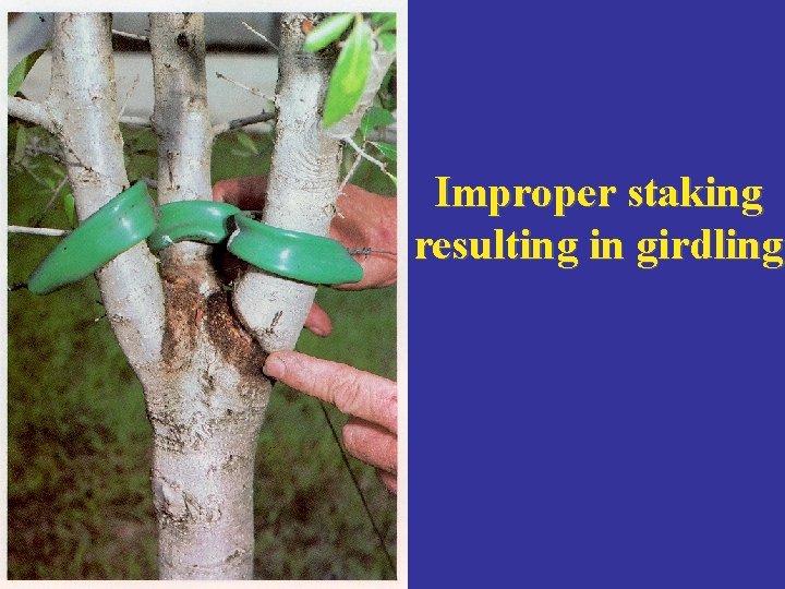 Improper staking resulting in girdling 