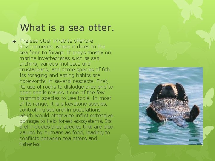 What is a sea otter. The sea otter inhabits offshore environments, where it dives