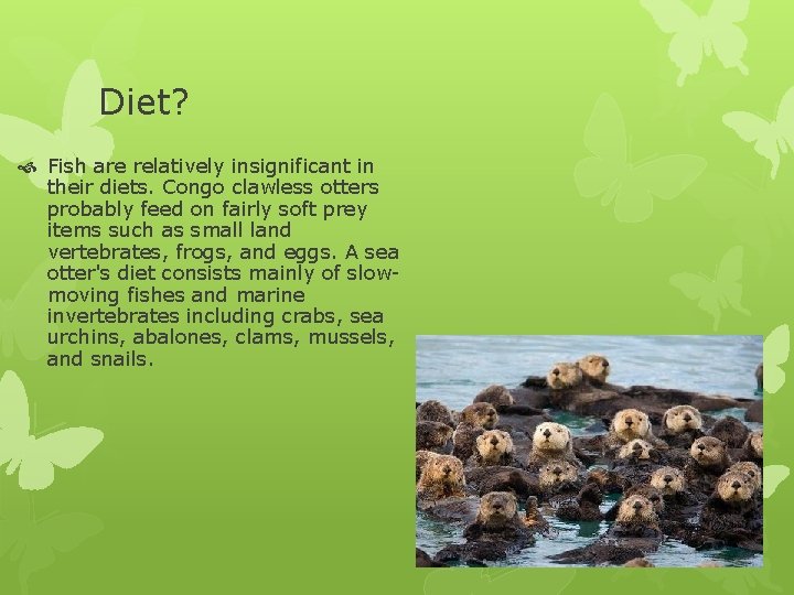 Diet? Fish are relatively insignificant in their diets. Congo clawless otters probably feed on