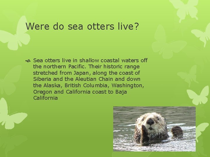 Were do sea otters live? Sea otters live in shallow coastal waters off the