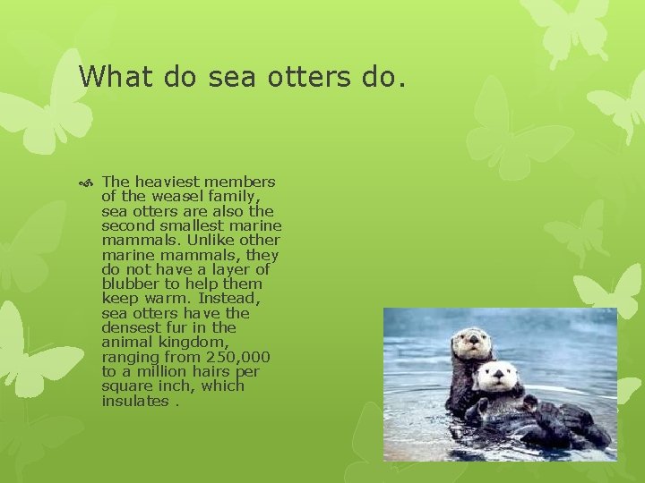 What do sea otters do. The heaviest members of the weasel family, sea otters