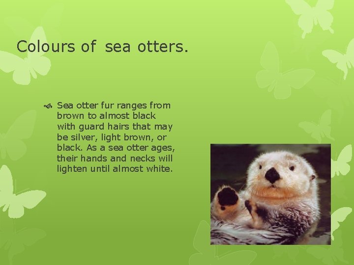 Colours of sea otters. Sea otter fur ranges from brown to almost black with