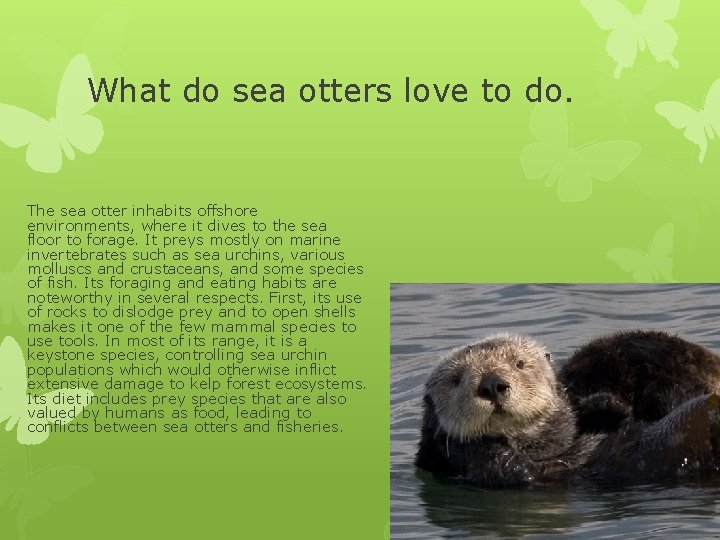 What do sea otters love to do. The sea otter inhabits offshore environments, where