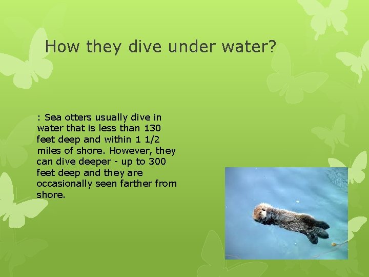 How they dive under water? : Sea otters usually dive in water that is
