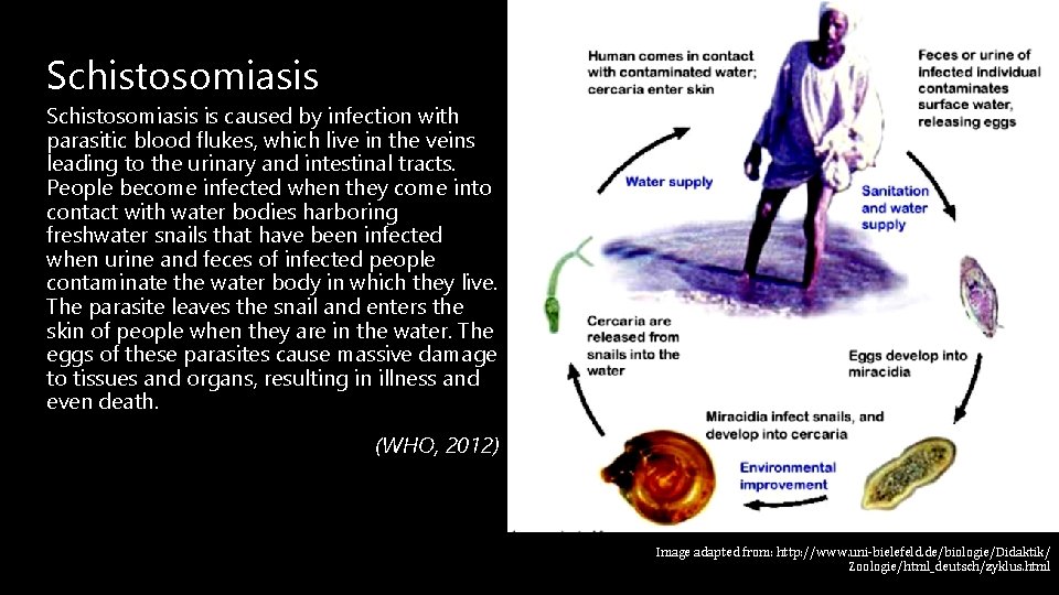 Schistosomiasis is caused by infection with parasitic blood flukes, which live in the veins