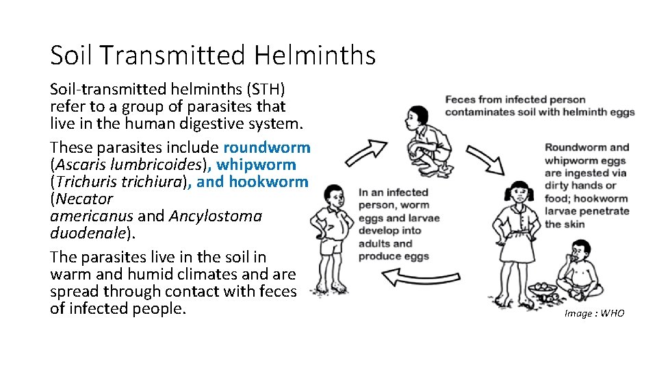 Soil Transmitted Helminths Soil-transmitted helminths (STH) refer to a group of parasites that live