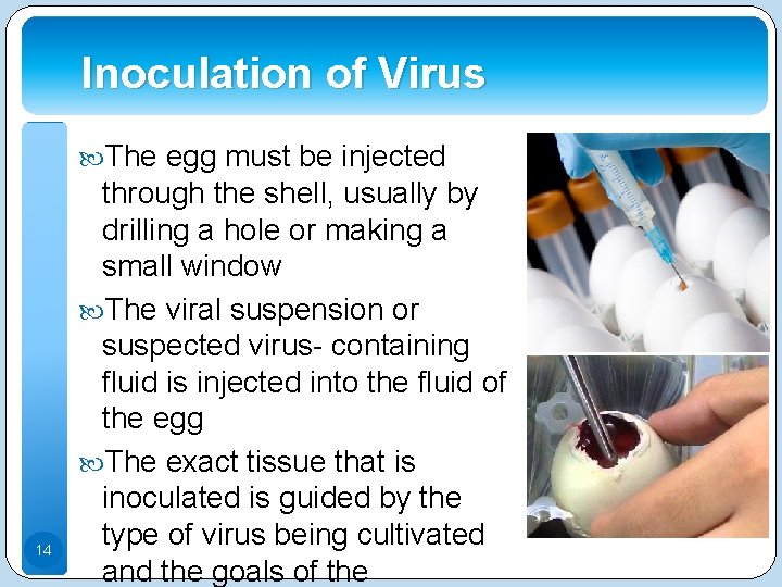 Inoculation of Virus The egg must be injected 14 through the shell, usually by
