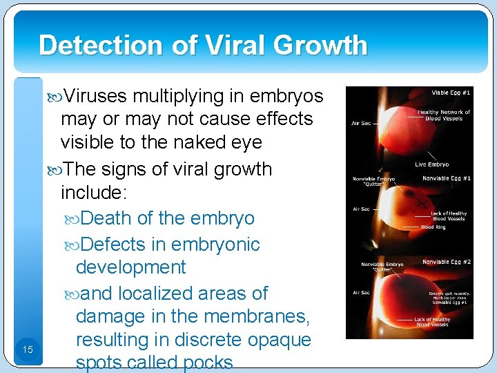 Detection of Viral Growth Viruses multiplying in embryos 15 may or may not cause