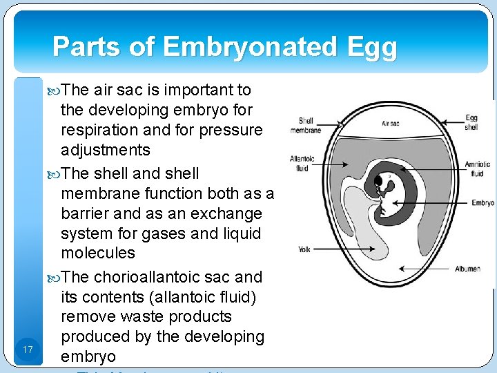 Parts of Embryonated Egg The air sac is important to 17 the developing embryo