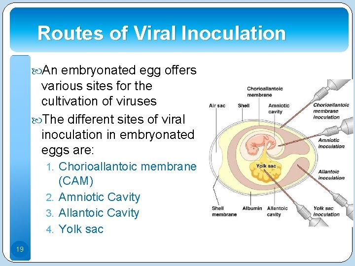 Routes of Viral Inoculation An embryonated egg offers various sites for the cultivation of