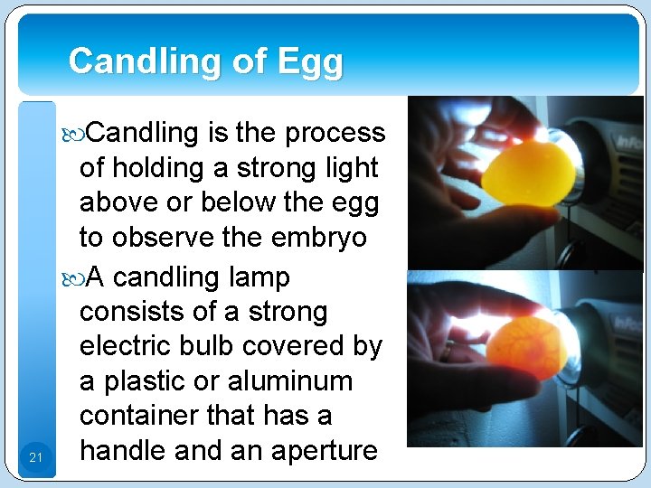 Candling of Egg Candling is the process 21 of holding a strong light above