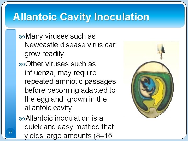 Allantoic Cavity Inoculation Many viruses such as 27 Newcastle disease virus can grow readily