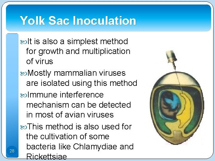 Yolk Sac Inoculation It is also a simplest method 28 for growth and multiplication