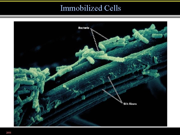 Immobilized Cells 2008 Figure 28. 12 
