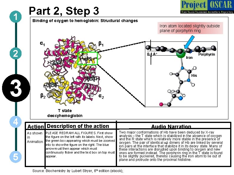 Part 2, Step 3 1 Binding of oxygen to hemoglobin: Structural changes Iron atom