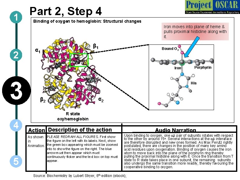 Part 2, Step 4 1 Binding of oxygen to hemoglobin: Structural changes Iron moves
