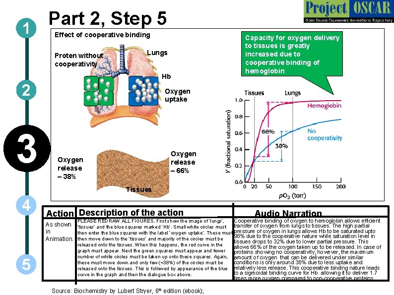 Part 2, Step 5 1 Effect of cooperative binding Proten without cooperativity Lungs Hb