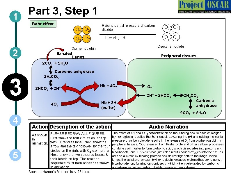 Part 3, Step 1 1 Bohr effect O 2 O 2 2 Raising partial