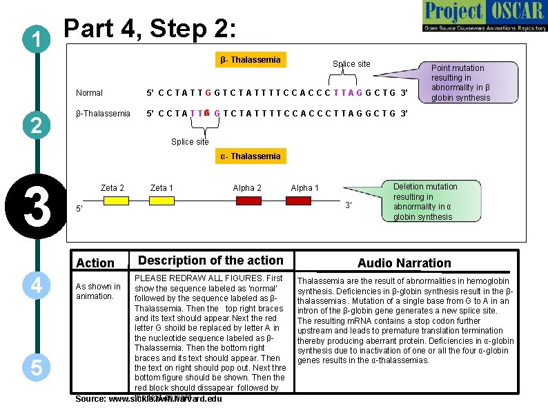 Part 4, Step 2: 1 β- Thalassemia 2 Splice site Normal 5’ C C