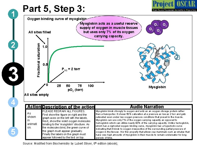 2 3 Oxygen binding curve of myoglobin Myoglobin acts as a useful reserve supply