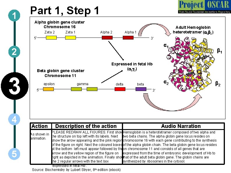 1 Part 1, Step 1 Alpha globin gene cluster Chromosome 16 Zeta 2 Zeta