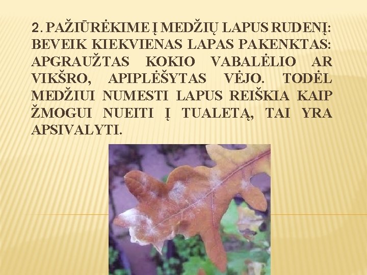 2. PAŽIŪRĖKIME Į MEDŽIŲ LAPUS RUDENĮ: BEVEIK KIEKVIENAS LAPAS PAKENKTAS: APGRAUŽTAS KOKIO VABALĖLIO AR