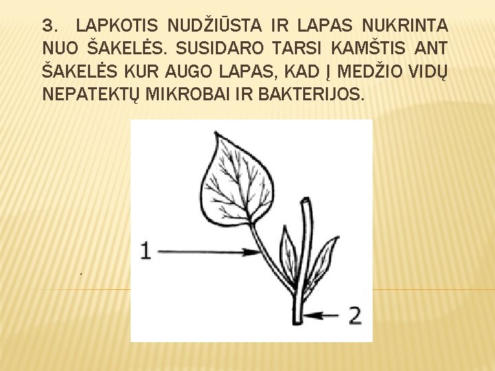 3. LAPKOTIS NUDŽIŪSTA IR LAPAS NUKRINTA NUO ŠAKELĖS. SUSIDARO TARSI KAMŠTIS ANT ŠAKELĖS KUR