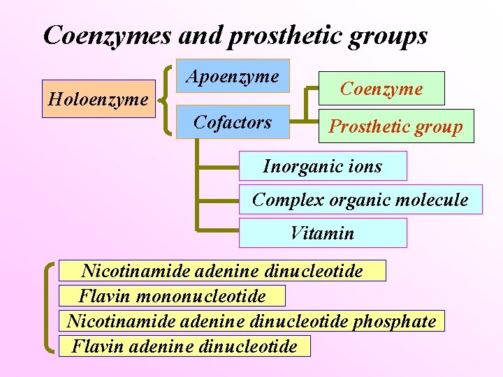 Coenzymes and prosthetic groups Apoenzyme Holoenzyme Cofactors Coenzyme Prosthetic group Inorganic ions Complex organic