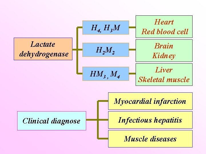 Lactate dehydrogenase H 4, H 3 M Heart Red blood cell H 2 M