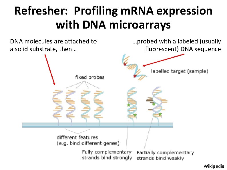Refresher: Profiling m. RNA expression with DNA microarrays DNA molecules are attached to a