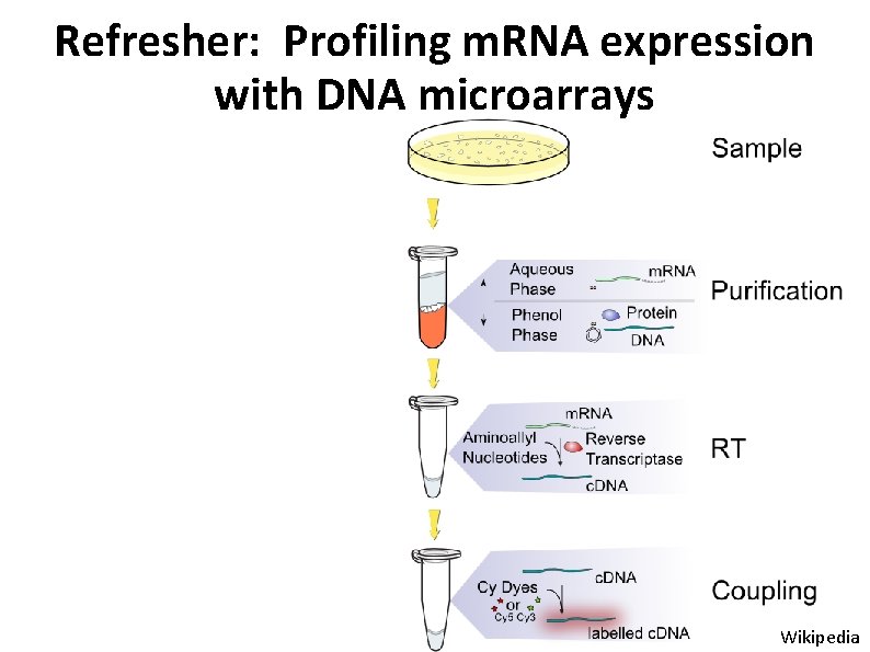 Refresher: Profiling m. RNA expression with DNA microarrays Wikipedia 