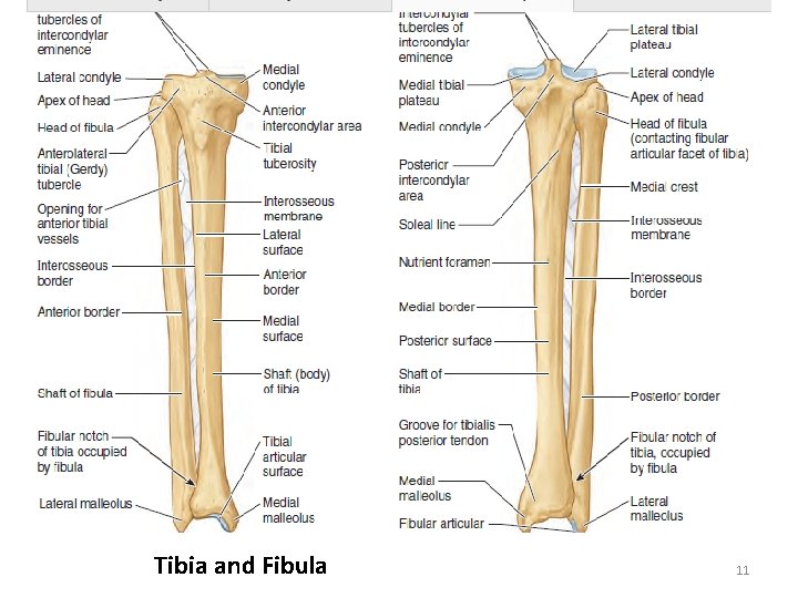 Tibia and Fibula 11 