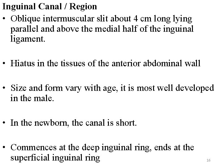 Inguinal Canal / Region • Oblique intermuscular slit about 4 cm long lying parallel
