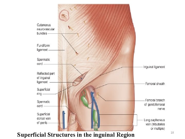 Superficial Structures in the inguinal Region 18 