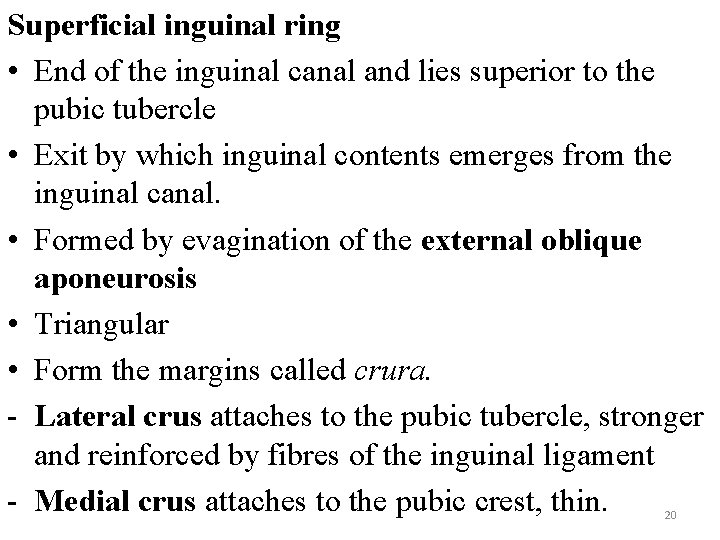 Superficial inguinal ring • End of the inguinal canal and lies superior to the