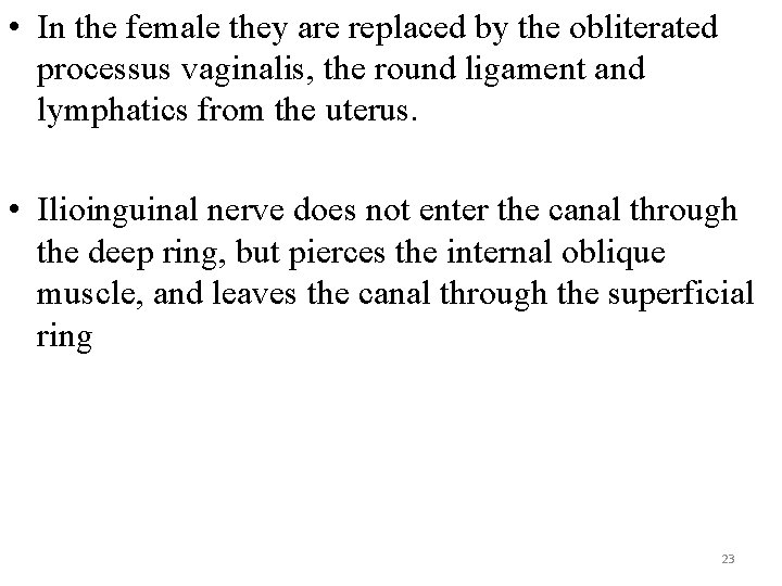  • In the female they are replaced by the obliterated processus vaginalis, the