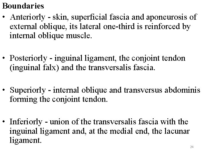 Boundaries • Anteriorly - skin, superficial fascia and aponeurosis of external oblique, its lateral