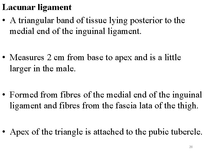 Lacunar ligament • A triangular band of tissue lying posterior to the medial end