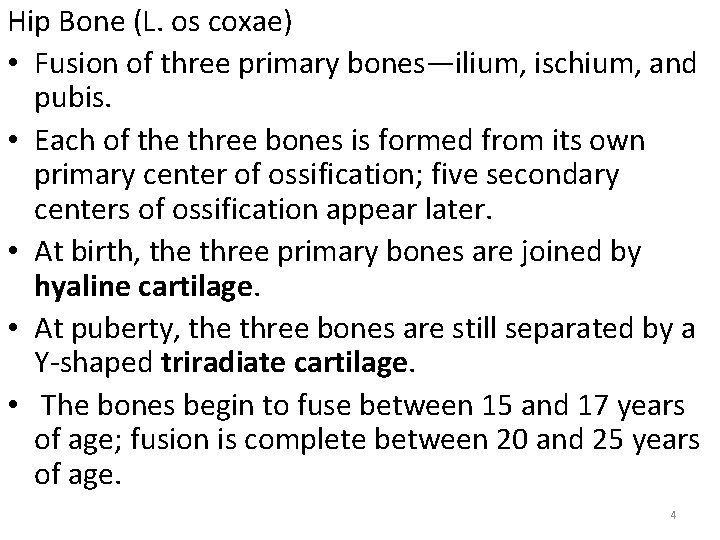 Hip Bone (L. os coxae) • Fusion of three primary bones—ilium, ischium, and pubis.