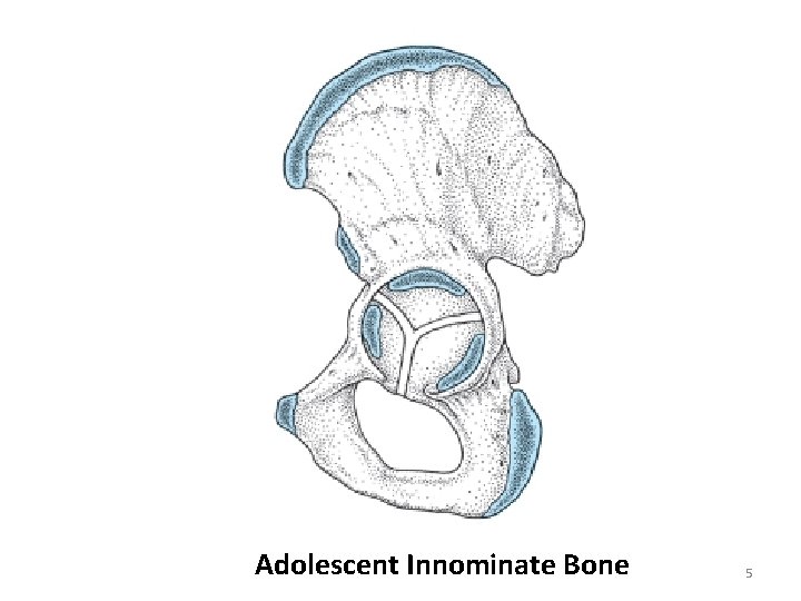 Adolescent Innominate Bone 5 