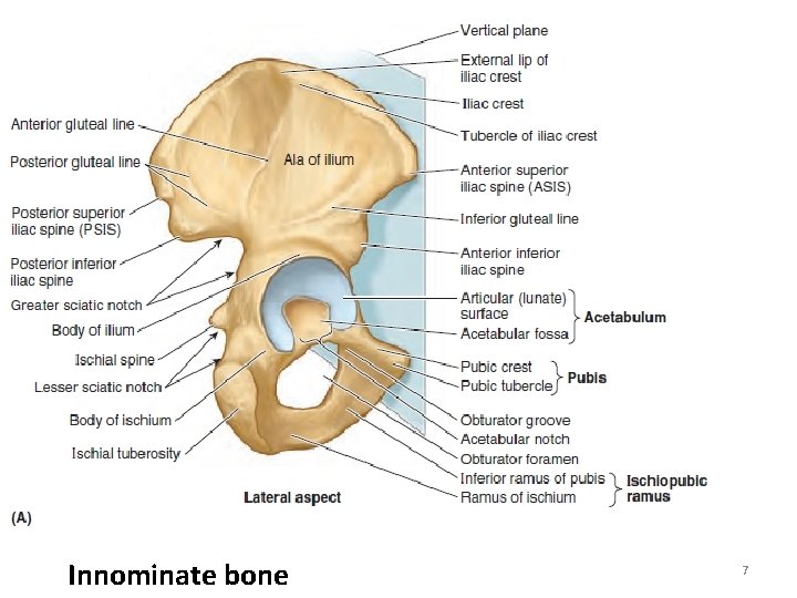 Innominate bone 7 