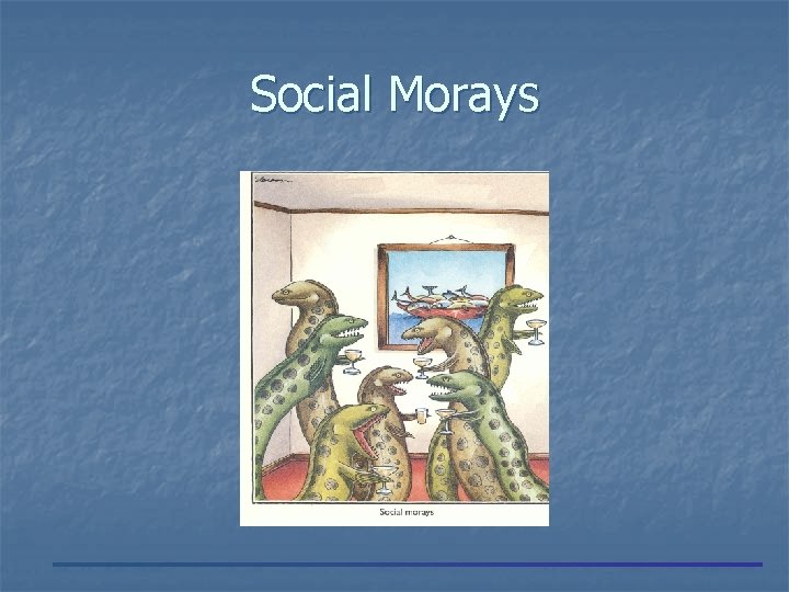 Social Morays 