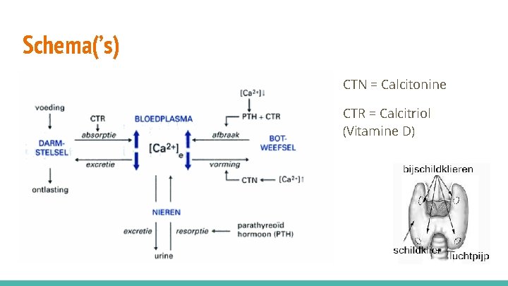 Schema(’s) CTN = Calcitonine CTR = Calcitriol (Vitamine D) 