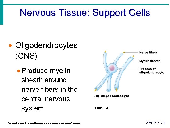 Nervous Tissue: Support Cells · Oligodendrocytes (CNS) · Produce myelin sheath around nerve fibers