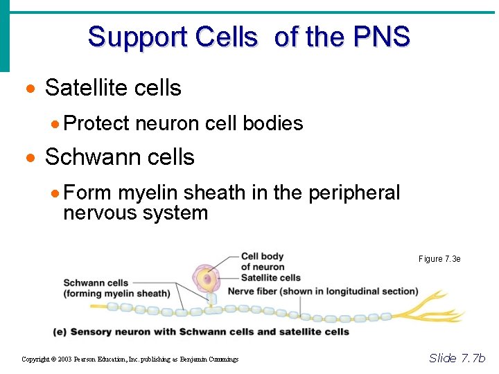 Support Cells of the PNS · Satellite cells · Protect neuron cell bodies ·